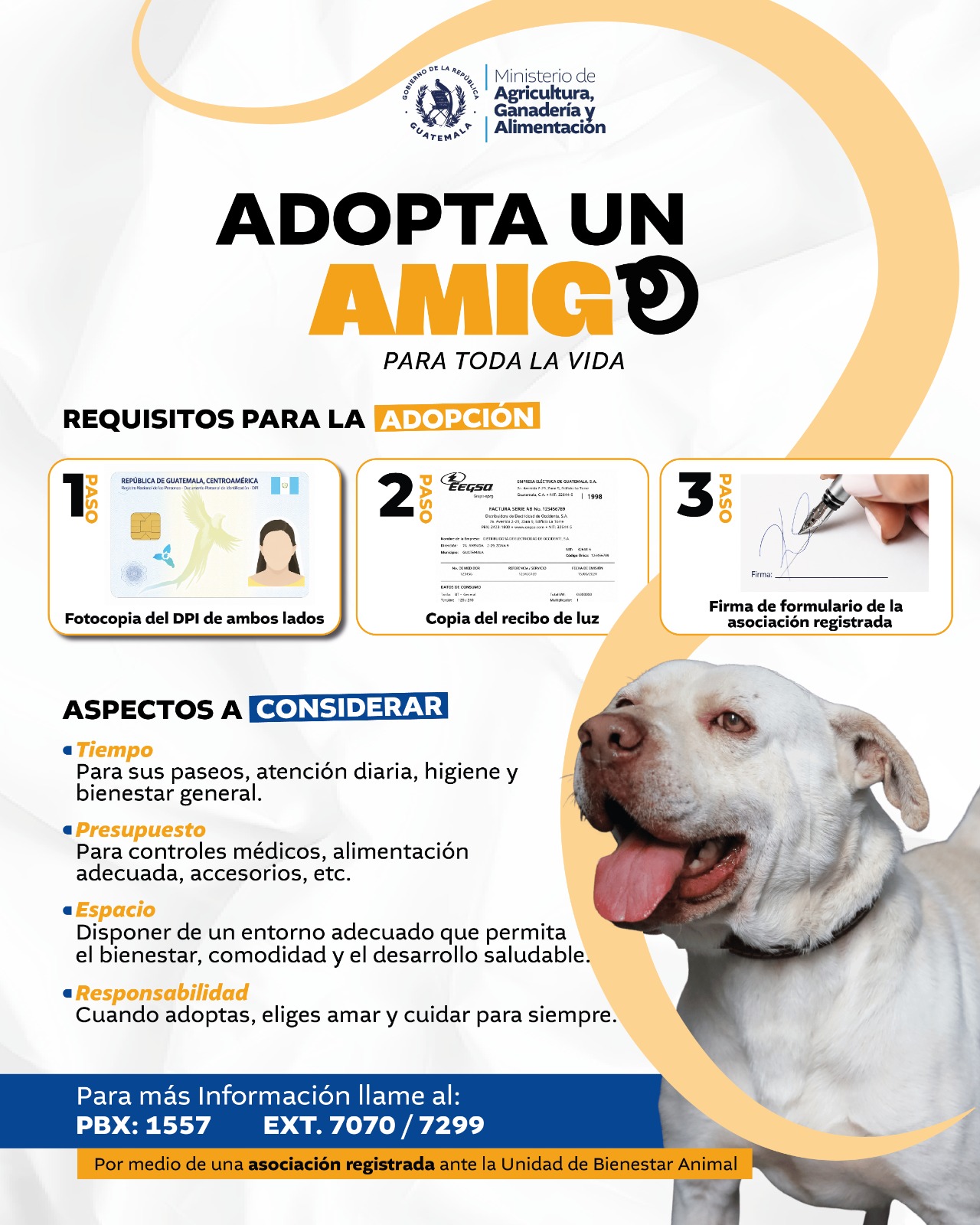 Una adopción responsable transforma las vidas de las mascotas