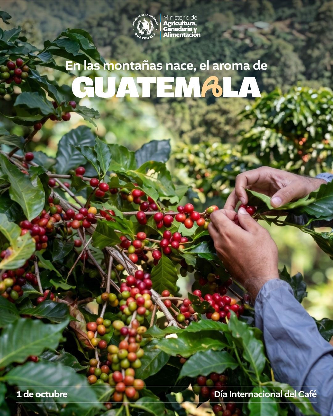 Día del café