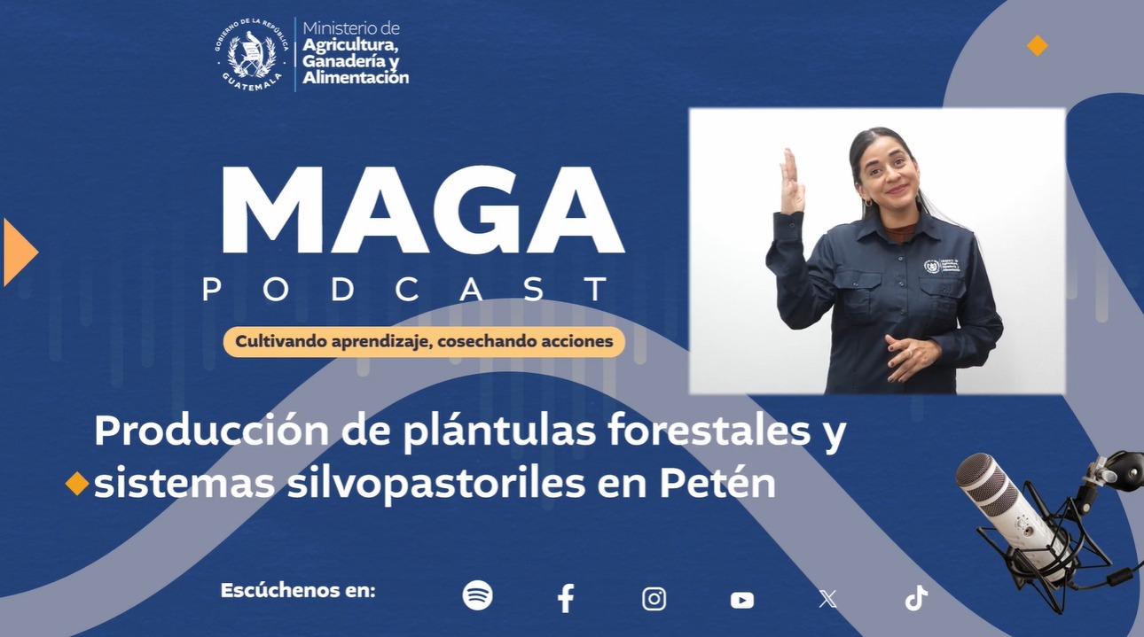 MAGA Podcast en Spotify | Producción de plántulas forestales y sistemas silvopastoriles