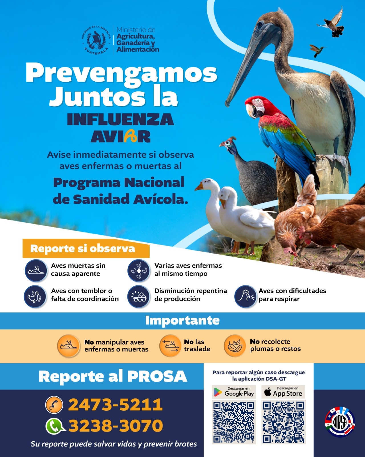 Prevengamos juntos la influenza aviar