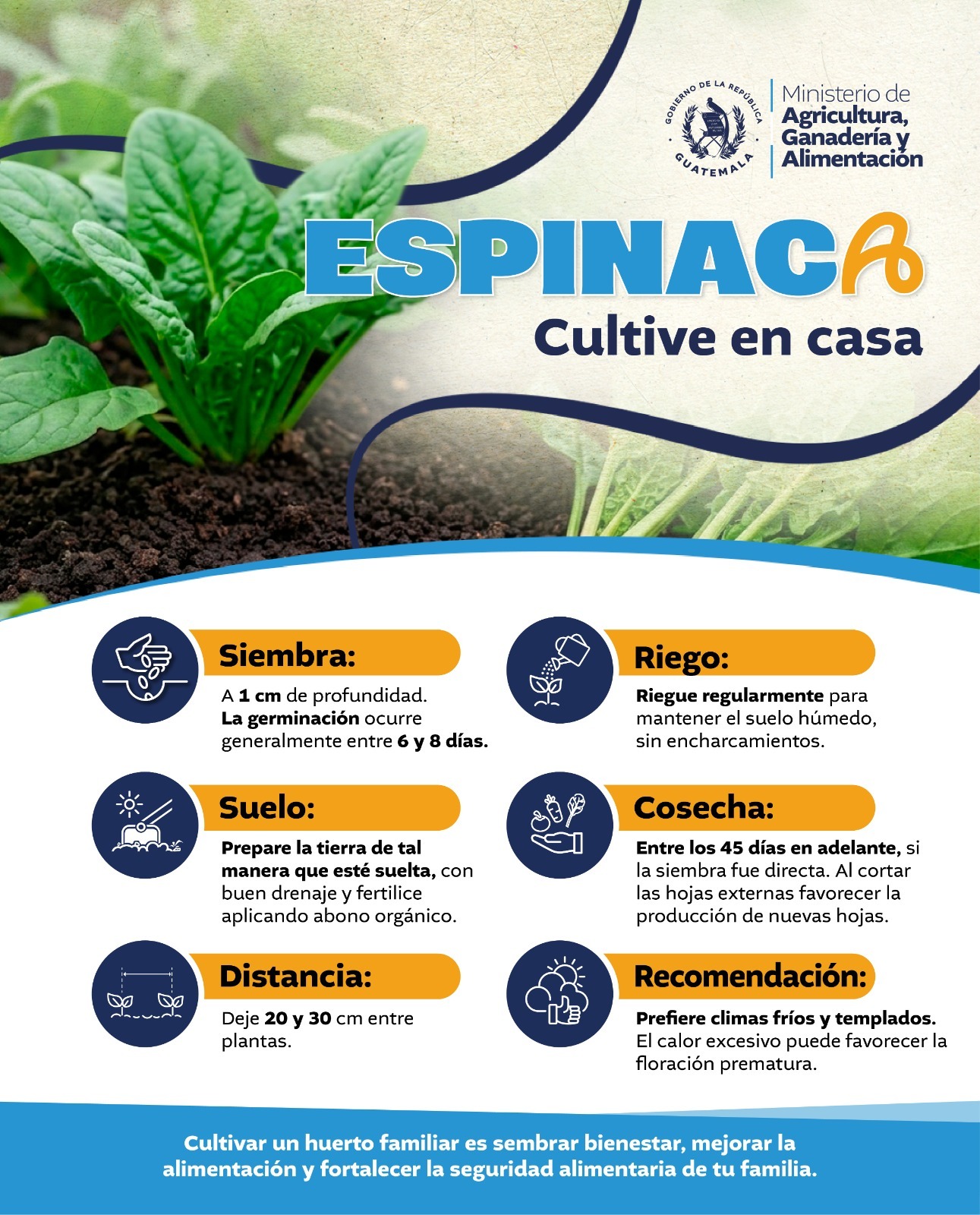 Cultive espinaca