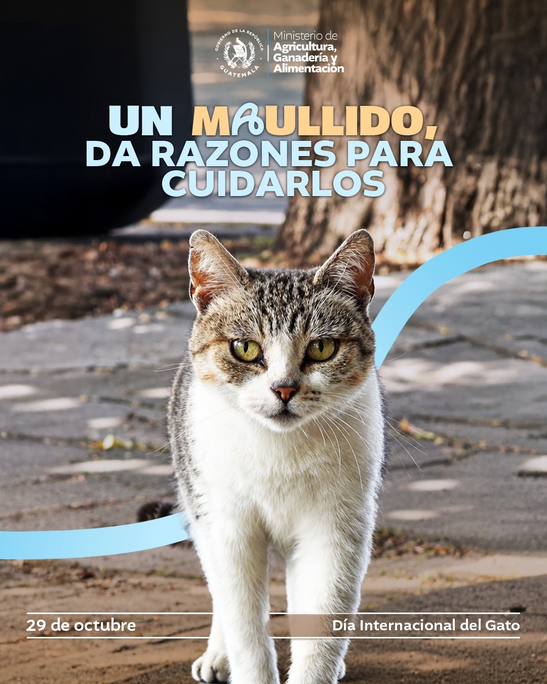 Día internacional del Gato