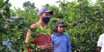 Productores de limón persa en el sur de Petén reciben apoyo del MAGA