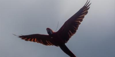 Guacamaya roja