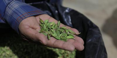 Cardamomo, cultivo clave para la economía y la salud en Guatemala