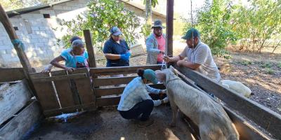 Fortalecen la salud porcina en comunidades de El Chal, Petén