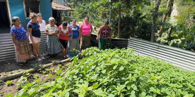 Impulsan cosecha de bledo criollo en huertos comunales de Suchitepéquez