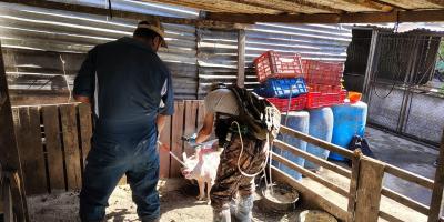 Jornada sanitaria fortalece la producción porcina familiar en Villa Nueva