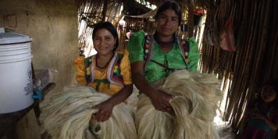 Mujeres Maguey 