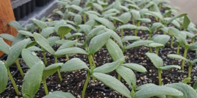 Monitorean germinación de hortalizas en Zacapa