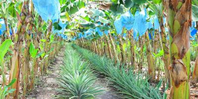 Producción para autoconsumo gana terreno como estrategia de seguridad alimentaria