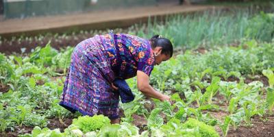 Crédito Tob’anik impulsa inversión en el campo y fortalece la producción agrícola