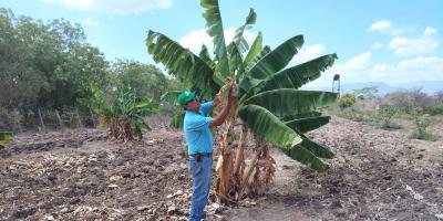Impulsan acciones preventivas para proteger la producción de musáceas