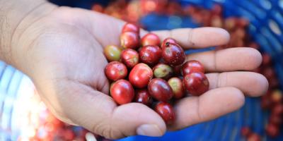 Productores posicionan café guatemalteco en vitrina internacional Coffee Trade 2026