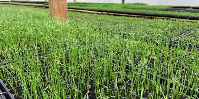 Más de 1.4 millones de hortalizas producidas en la Granja Integral Agropecuaria