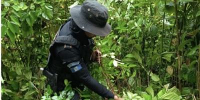 Operativo antinarcótico permite erradicar 3,300 arbustos de coca