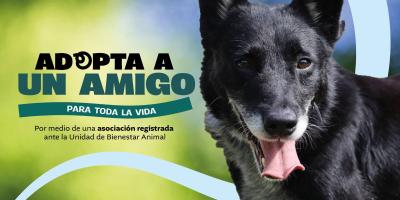 Una adopción responsable transforma vidas