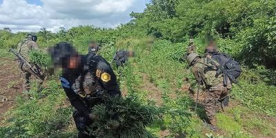 Erradicación de cultivos de marihuana supera los Q25 millones