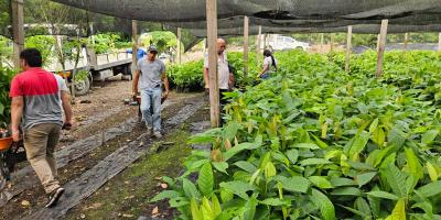 Entregan plantas de cacao para fortalecer la producción en San Luis, Petén