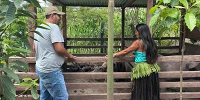 Fortalecen la sanidad en la crianza de cerdos