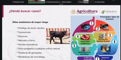 Fortalecen vigilancia para detectar el Gusano Barrenador de forma temprana
