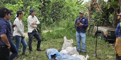 Potenciarán producción de plátano Curaré Establecen mediante una parcela demostrativa