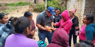 Protegen la producción de aves de traspatio en Jalapa