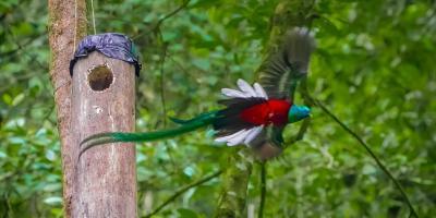 Quetzal conap
