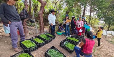 Producción de hortalizas fortalece alimentación de familias jalapanecas