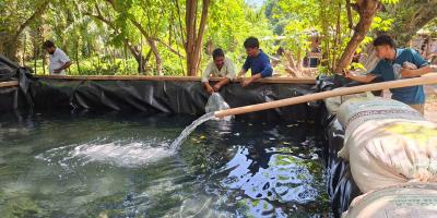 Entregados más de 24 mil alevines de tilapia para impulsar la producción familiar