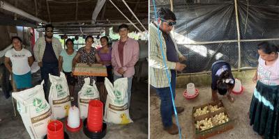 Producción de pollo de engorde impulsa la seguridad alimentaria en El Chal
