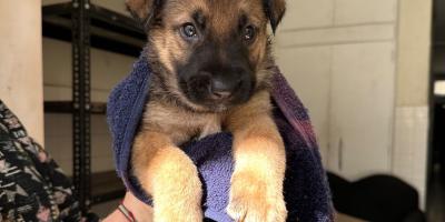 Descargue la Guía para el buen cuidado de Perros y Gatos