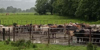 En Izabal y Petén inspeccionan más de mil animales en prevención del Gusano Barrenador