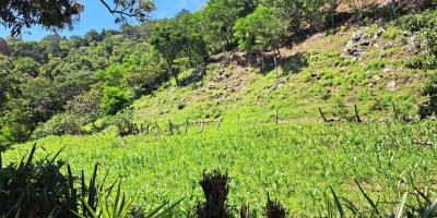 Ola de frío en fin de semana amenaza la producción agrícola en el occidente