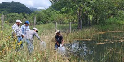 Comunidades de Dolores y Poptún fortalecen producción acuícola