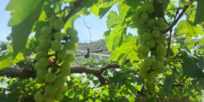Protegen plantaciones de uva mediante el uso de control biológico en Usumatlán