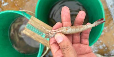 Nuevamente detectan camarón café en aguas de Izabal