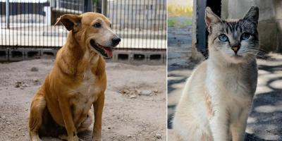 Bienestar animal: un compromiso que requiere responsabilidad y respeto