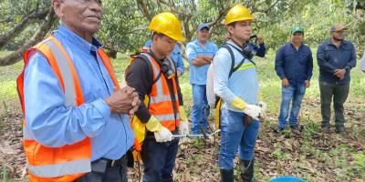 Refuerzan vigilancia para evitar que moscas de la fruta causen daños a cultivos