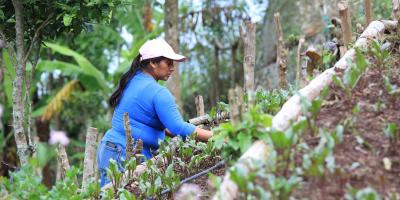 Conozca cómo cultivar espinaca en casa
