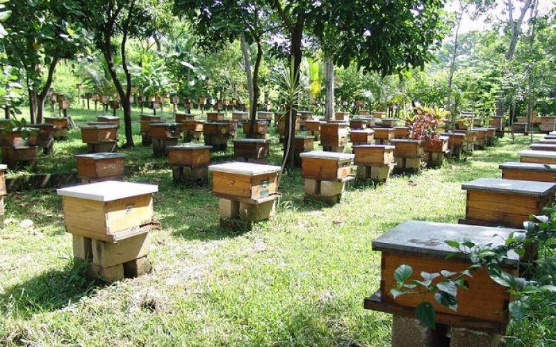 abejas