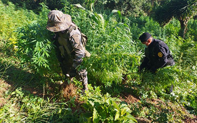 Personal militar apoya tareas de erradicación de ilícitos.