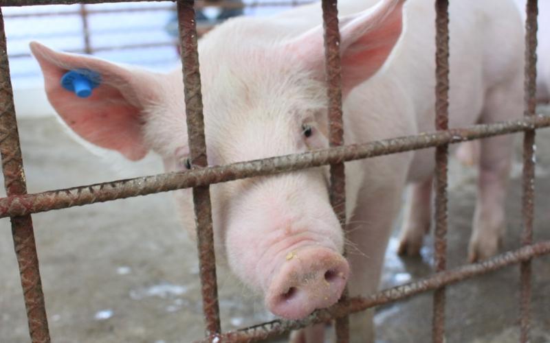 Guatemala en alerta para evitar ingreso de la Peste Porcina Africana 