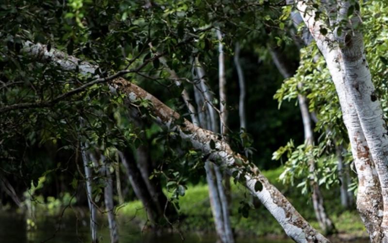 Los humedales son áreas terrestres saturadas o inundadas de agua, ricos reservorios de biodiversidad que albergan el 40 por ciento de las especies vegetales y animales del planeta.