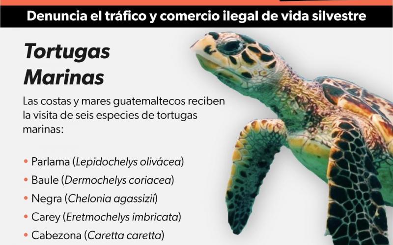 La mejor forma de conservar la vida silvestre es evitando el tráfico, la cacería y el comercio ilegal; denunciemos los actos ilícitos que atentan contra el patrimonio natural que es de todos los guatemaltecos