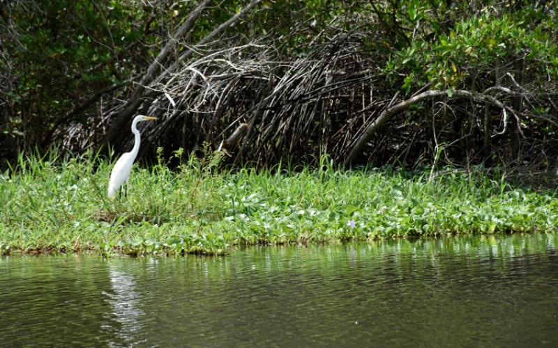 El ecosistema manglar es hogar y refugio de diversidad de aves. 