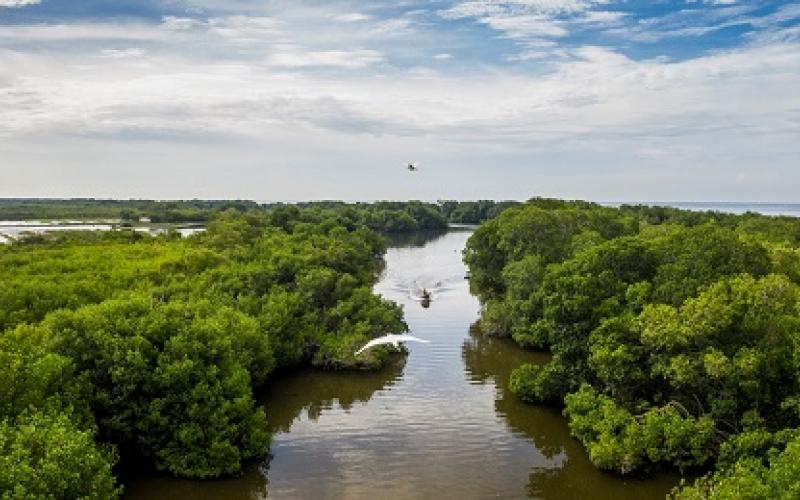 Manglar