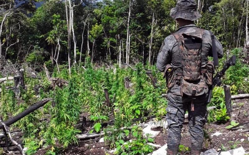 Ejército de Guatemala erradica plantación de ilícitos localizada en Petén