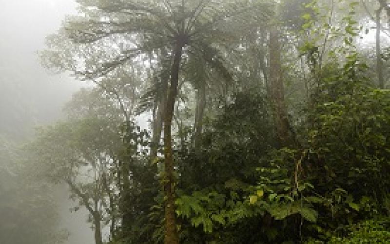 Bosque nuboso