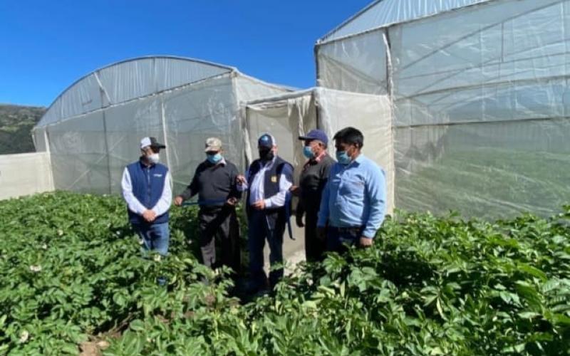 MAGA fortalece producción de papa en San Marcos y Quetzaltenango
